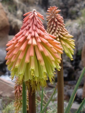 Kniphofia fluviatilis subtle colour variation